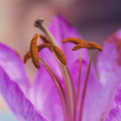 Beautiful close up macro image of vibrant colorful lily flower