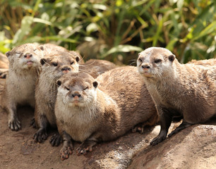A family of Oriental Short Clawed Otters cuddling