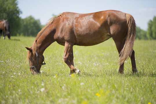 horse grazing in a meadow