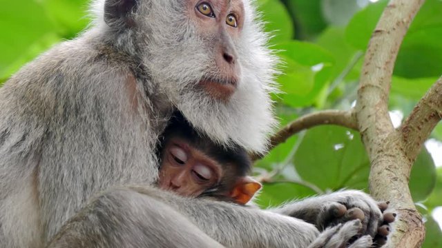 close up of wild rhesus monkey macaque holding its cub sitting on a branch at rain forest ubud bali indonesia