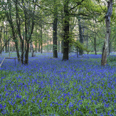 Fototapeta na wymiar Stunning landscape image of bluebell forest in Spring