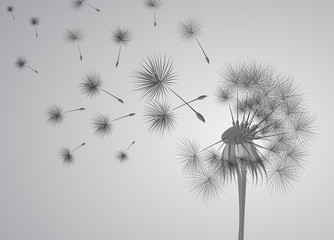 dandelion on grey background. Flying spores. Concept of wishing, tenderness and summer time.