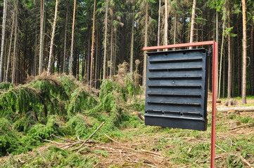 Forest care ecology forestry wood 