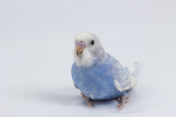 Little Cute Budgerigar, Budgie, Bird