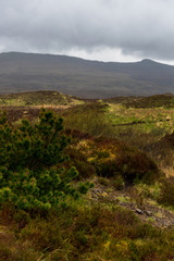 Fototapeta na wymiar Hochmoor auf der Isle of Skeye