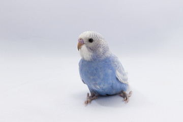 Little Cute Budgerigar, Budgie, Bird