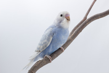 Little Cute Budgerigar, Budgie, Bird
