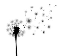 black dandelion on white background. Flying spores. Concept of wishing, tenderness and summer time.