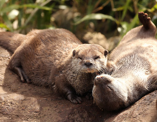 A family of Oriental Short Clawed Otters cuddling