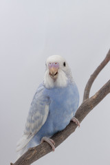 Little Cute Budgerigar, Budgie, Bird