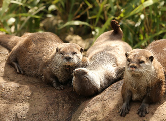 A family of Oriental Short Clawed Otters cuddling