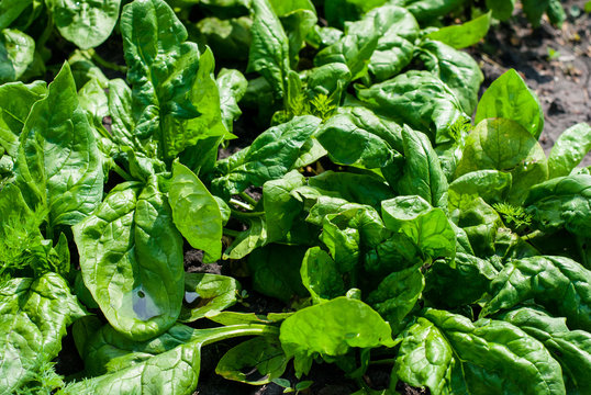 Very helpful and nice big juicy spinach leaves