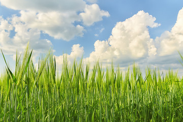 ears of wheat, rye in the field is not ripened, green and beautiful sky with volumetric white clouds in the background
