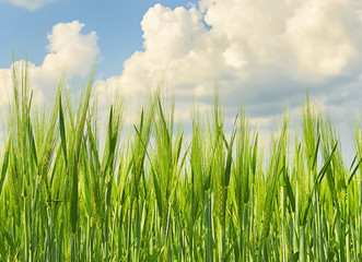 Obraz premium Big ears of cereal in the foreground in the field is not ripened, green and beautiful sky with volumetric white clouds in the background 