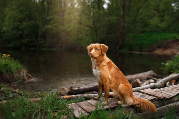 Dog Nova Scotia Duck Tolling Retriever walking