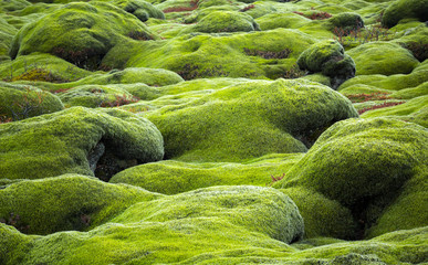 Iceland lava field covered with green moss - obrazy, fototapety, plakaty