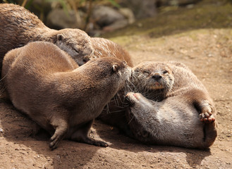 Obraz premium A family of Oriental Short Clawed Otters cuddling