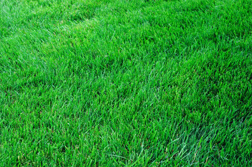 real green grass background