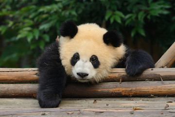 Giant panda bear