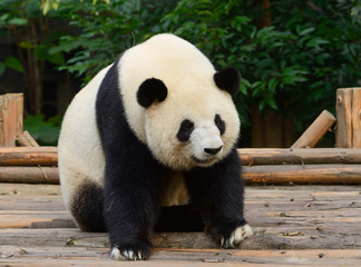Obrazy na Szkle  Miś panda wielka