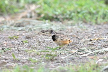 Barred Buttonquail