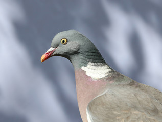 Close up of a Wood pigeon