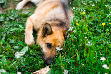 thoroughbred german shepherd hiding in the grass