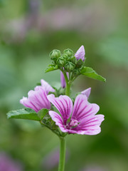 Obraz premium 銭葵の花