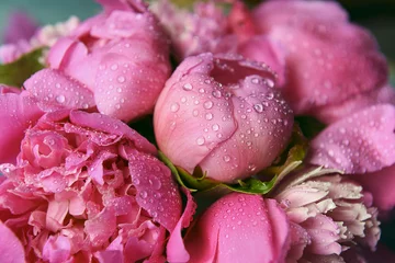 Peel and stick wall murals Peonies delicate fresh flowers and buds big pink peonies with drops after rain close up  