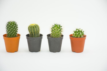 Cactus in pot black and orange isolated on white background.Ornamental plants or trees absorb toxins