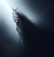 Horse standing in a beam of light in darkness