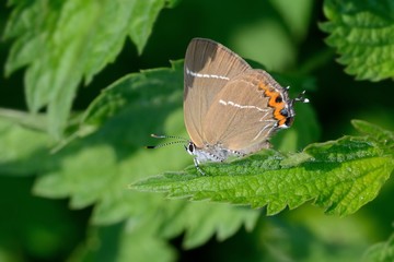 Satyrium(Satyrium) w-album, posata su foglia di ortica
