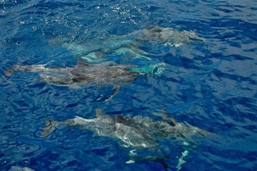 Fototapeta premium Delfine schwimmen unter der tiefblauen Wasseroberfläche des atlantischen Ozeans - Meeres, vor der Küste von La Gomera, Kanarische Inseln, Spanien