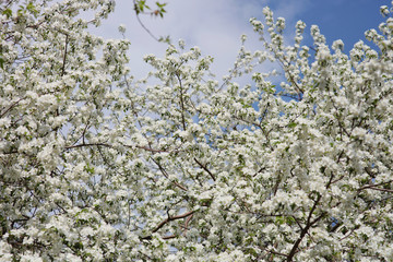 blooming apple tree