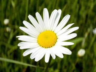Fototapeta premium Daisy on meadow in spring