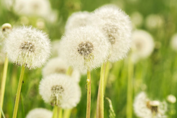 Sunny field with dandelions