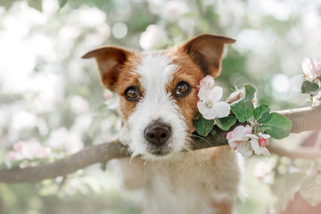 Dog Jack Russell sitting on a tree