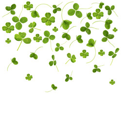 Clover leaves, isolated on white © Africa Studio