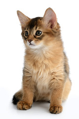 Portrait of a cute somali kitten