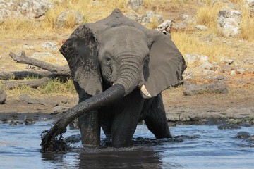 Fototapeta premium Elefant am Wasserloch im Etosha Nationalpark