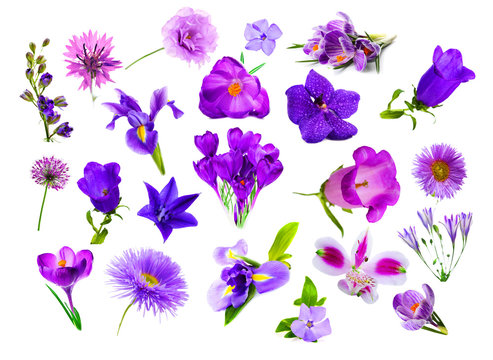 Fototapeta Collage of purple color flowers, isolated on white