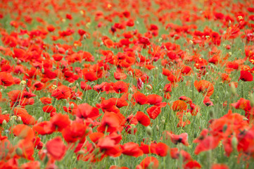 Vivid poppy field
