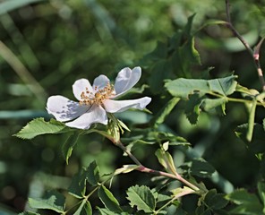 Rosa canina