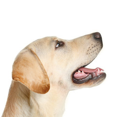 Cute Labrador dog isolated on white