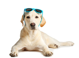 Cute Labrador dog with sunglasses isolated on white