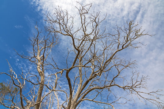 Leafless branches of tree against blue sky during Autumn season in the South of Australia