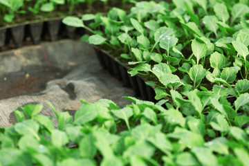 Young cabbage seedlings growing