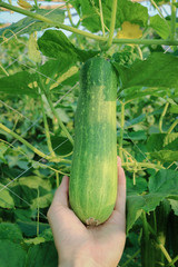 Man hand pick and harvest cucumber in plant