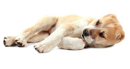 Central Asian Shepherd puppy isolated on white
