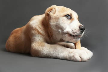 Central Asian Shepherd puppy eating bone on the floor